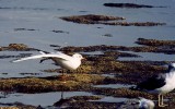 붉은부리갈매기 [ black-headed gull ]