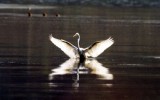 중백로 [ 中白鷺, intermediate egret ]