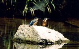 물총새 [ kingfisher ]